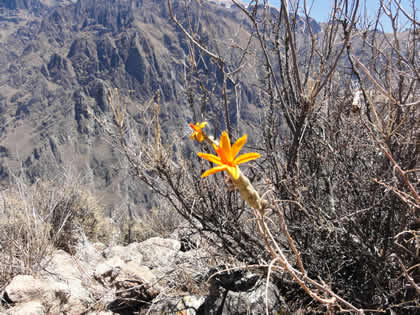 FLORA COLCA 05