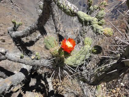 FLORA COLCA 06