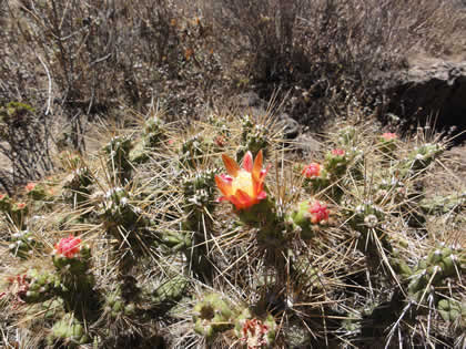 FLORA COLCA 07