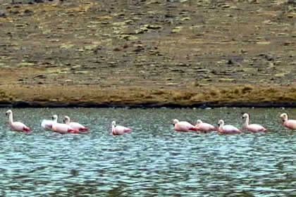 LAGUNA DE IGMA, GEISERS DE OCORURO Y SAYROSA 03