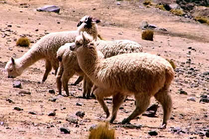 SUNI, MAGHUANCA, MIRADOR DE INCHUQUILLCA, HUACTAPA Y CHURCA 07