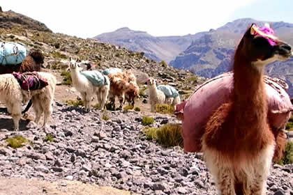 SUNI, MAGHUANCA, MIRADOR DE INCHUQUILLCA, HUACTAPA Y CHURCA 08