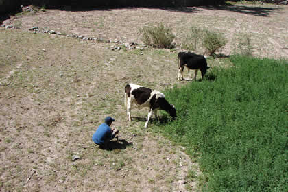 VALLE COTAHUASI Y CAMPINA 04