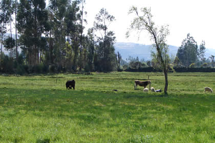 HACIENDA LA COLPA 05