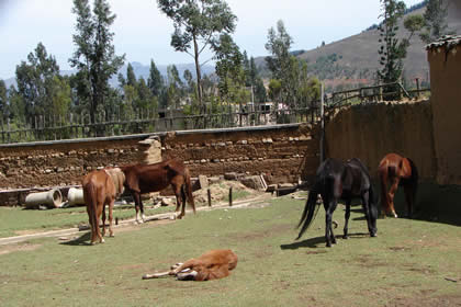 HACIENDA LA COLPA CABALLERIZAS 04