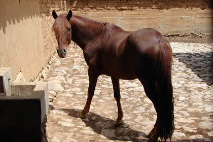 HACIENDA LA COLPA CABALLERIZAS 05