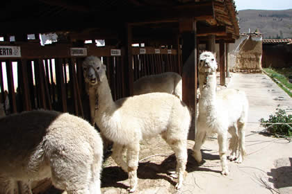 HACIENDA LA COLPA ESTABLOS 04