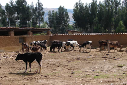 HACIENDA LA COLPA LLAMADO DE LAS VACAS 01