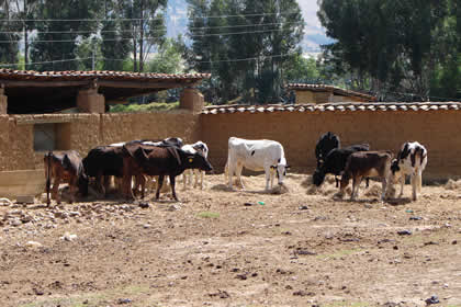 HACIENDA LA COLPA LLAMADO DE LAS VACAS 02