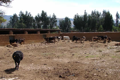 HACIENDA LA COLPA LLAMADO DE LAS VACAS 03