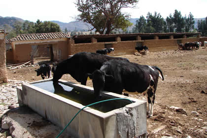 HACIENDA LA COLPA LLAMADO DE LAS VACAS 04