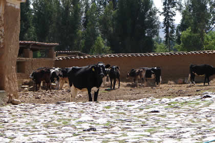 HACIENDA LA COLPA LLAMADO DE LAS VACAS 05