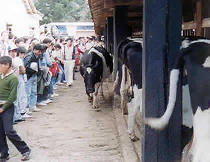 HACIENDA LA COLPA LLAMADO DE LAS VACAS 08