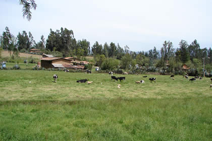 LA GANADERIA EN CAJAMARCA 03