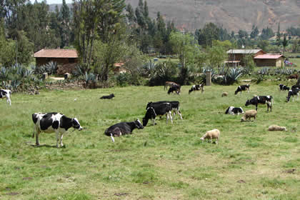 LA GANADERIA EN CAJAMARCA 04