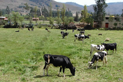 LA GANADERIA EN CAJAMARCA 06