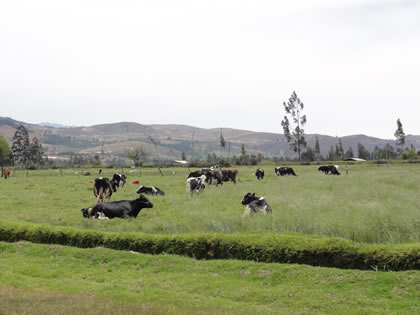 LA GANADERIA EN CAJAMARCA 07