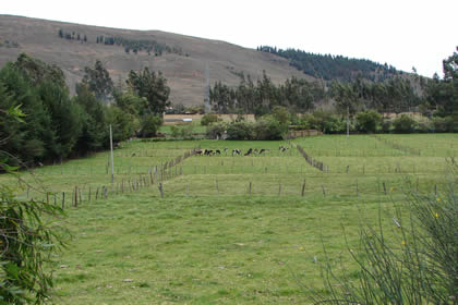 LA GANADERIA EN CAJAMARCA 08