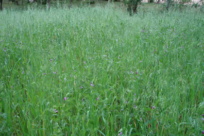 CAMINATA A LAS CATARATAS DE LLACANORA 04