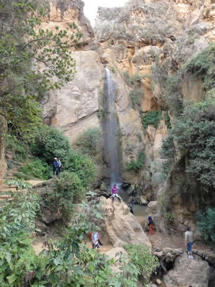 LLACANORA CATARATAS HEMBRA Y MACHO 07