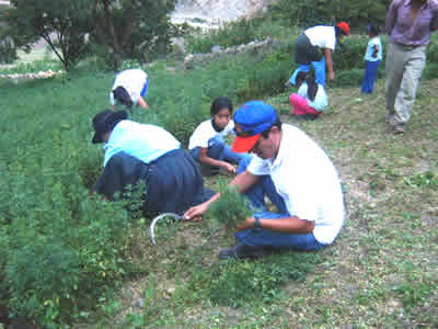 LA AGRICULTURA EN HUACAR 01