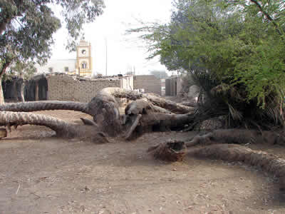 PALMERA DE LAS SIETE CABEZAS 02