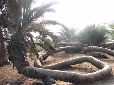 PALMERA DE LAS SIETE CABEZAS 04