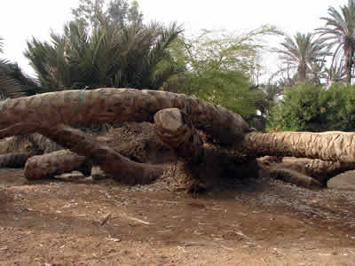 PALMERA DE LAS SIETE CABEZAS 05