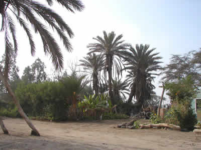 PALMERA DE LAS SIETE CABEZAS 06