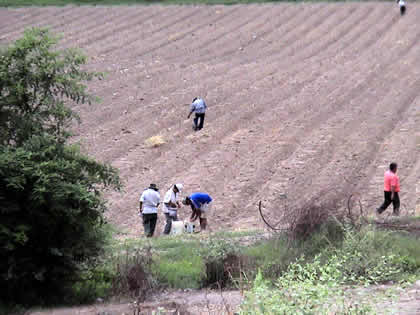 LA AGRICULTURA EN PALPA 01