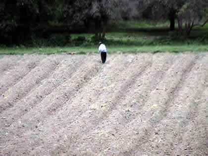 LA AGRICULTURA EN PALPA 02