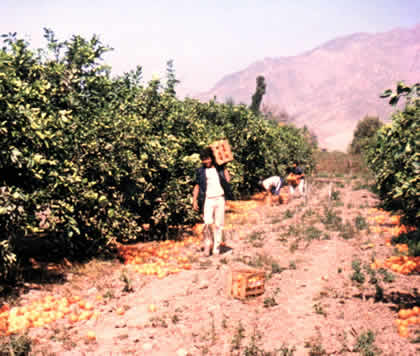 FESTIVAL DE LA NARANJA EN PALPA 02