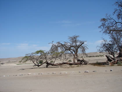 EL HUARANGO MILENARIO 06