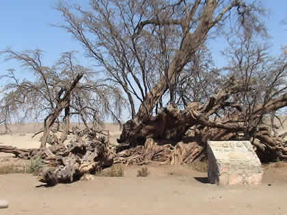 EL HUARANGO MILENARIO 07