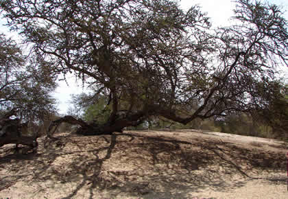 BOSQUE DE ALGARROBOS 03