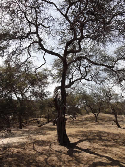 BOSQUE DE ALGARROBOS 04