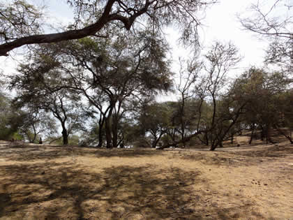 BOSQUE DE ALGARROBOS 05