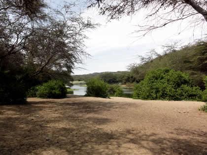 BOSQUE DE ALGARROBOS 07