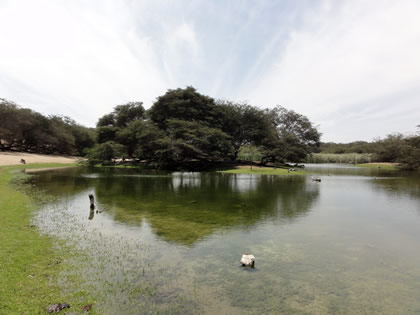 LAGUNA EL GALLINAZO 01