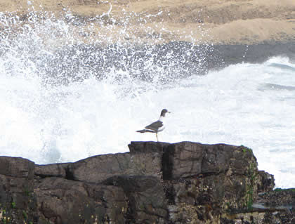 AVES DE MAR 03