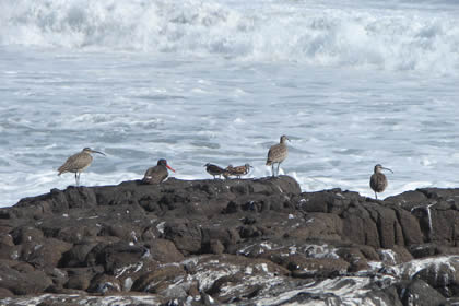 AVES DE MAR 05