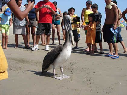 AVES DE MAR 07