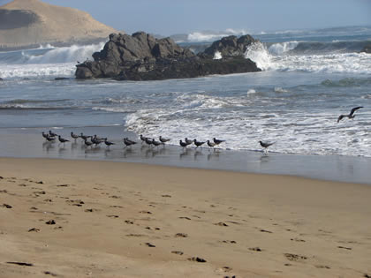 AVES DE MAR 08