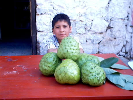 collo palta chirimoya 02