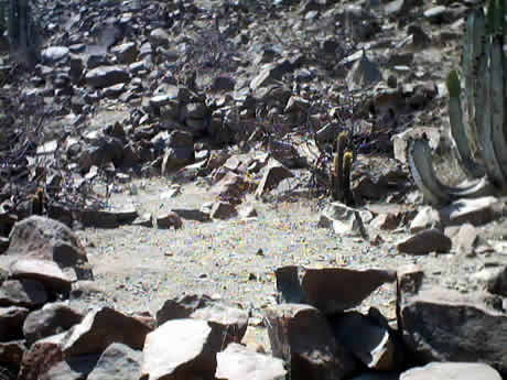 PETROGLIFOS DE CHECTA 24