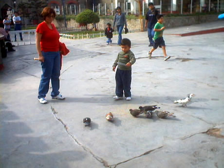 Alimentando las palomas