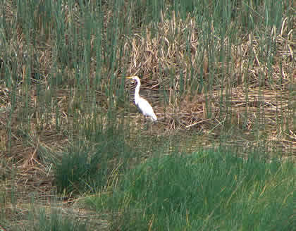 LAS LAGUNAS O ALBUFERAS DEL PARAISO 05