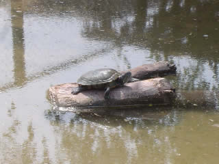 COMAS - PARQUE ZONAL SINCHI ROCA 01