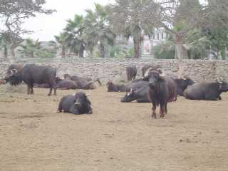 PARQUE DE LAS LEYENDAS BUFALO