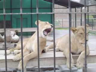 PARQUE DE LAS LEYENDAS LEON 01